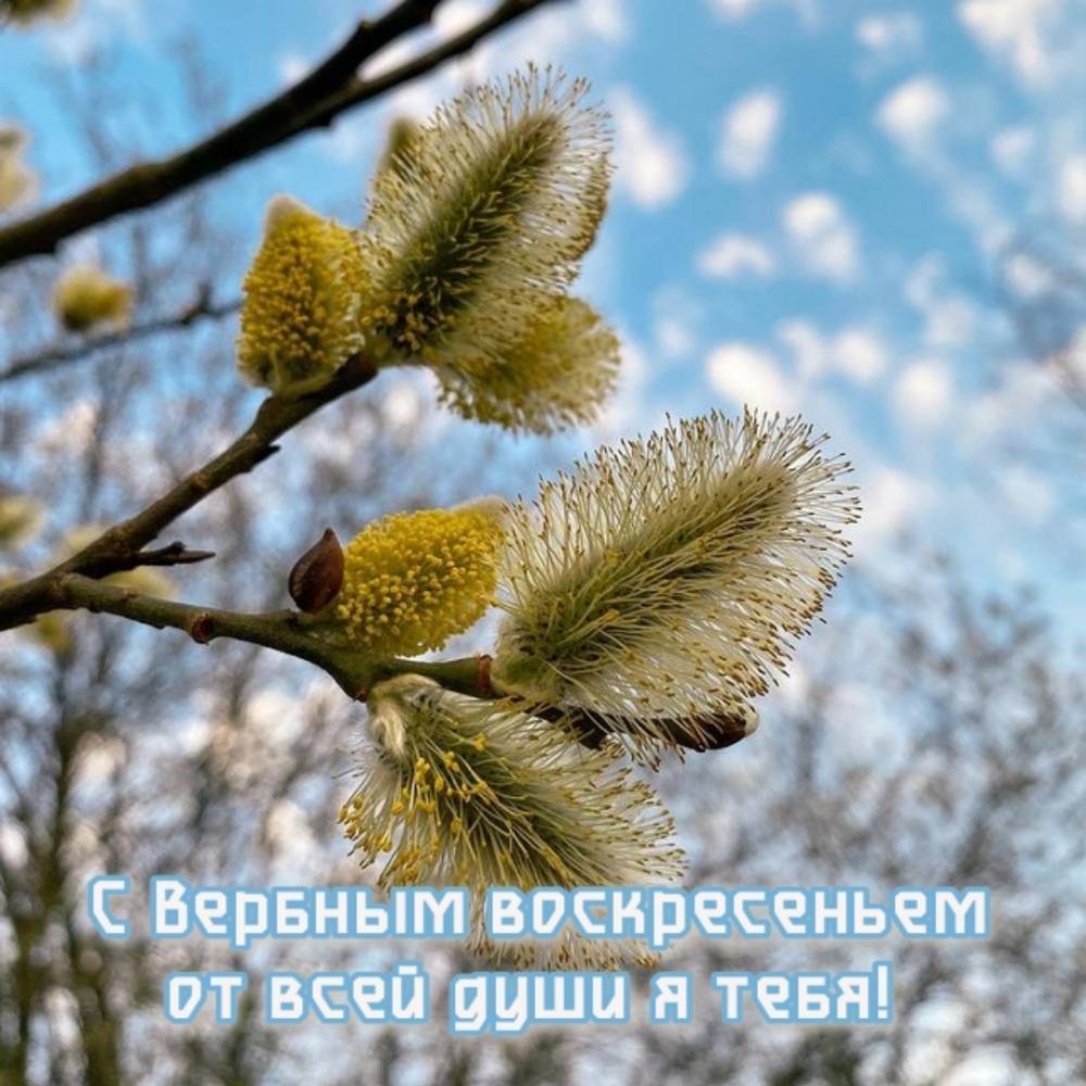 Вербное воскресенье (47 изображений)